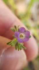 Phacelia vallicola