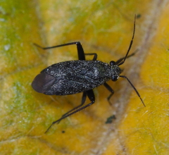 Orthotylinae