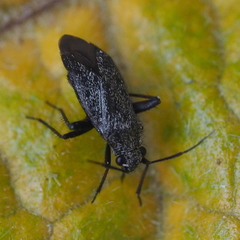 Orthotylinae