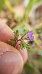 Phacelia vallicola