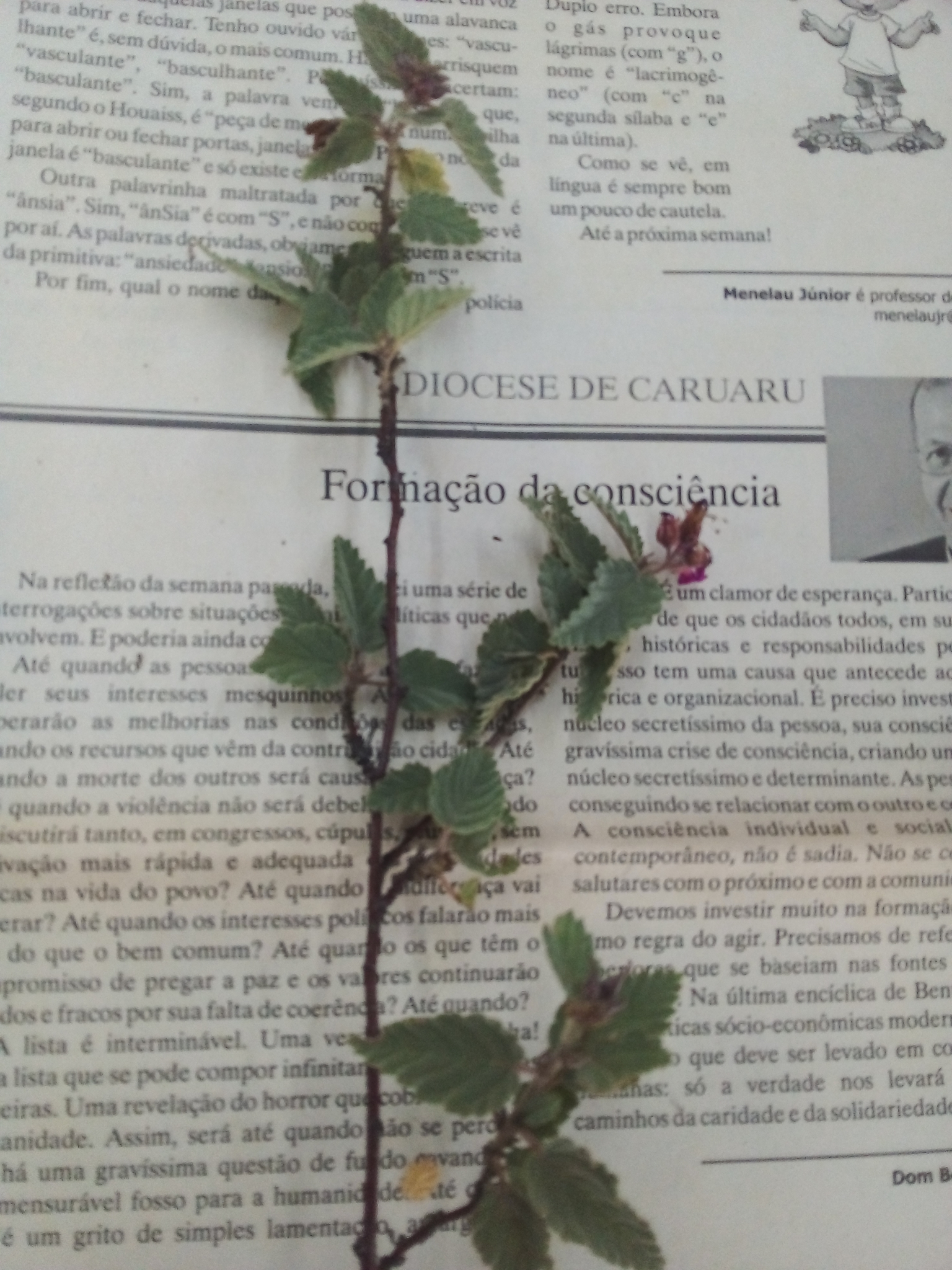 Melochia tomentosa