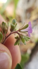Phacelia vallicola