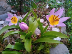 Tulipa saxatilis