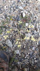 Streptanthus diversifolius