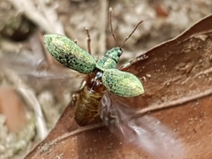 Phyllobius argentatus