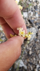 Streptanthus diversifolius