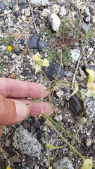 Streptanthus diversifolius