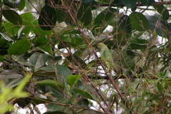Psittacula krameri