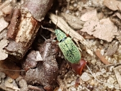 Phyllobius argentatus