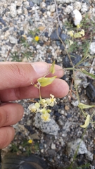 Streptanthus diversifolius