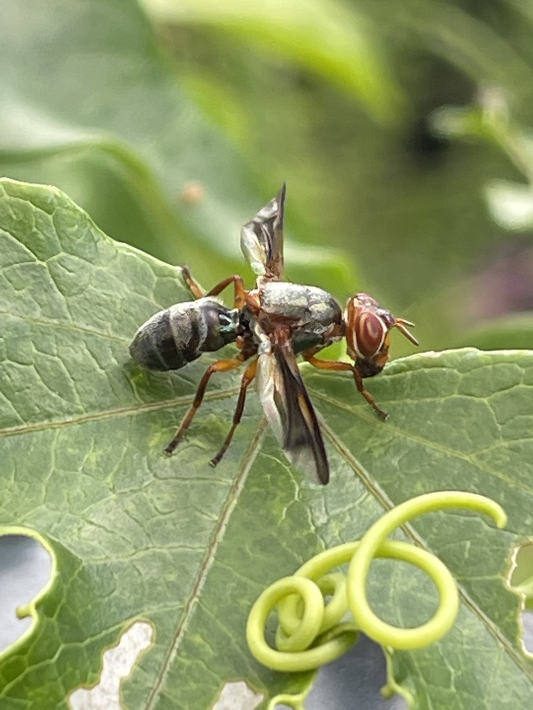 Senopterina varia