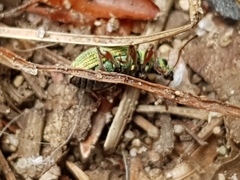 Phyllobius argentatus