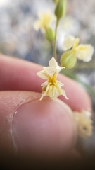 Streptanthus diversifolius