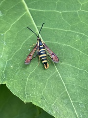 Synanthedon arkansasensis
