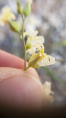 Streptanthus diversifolius