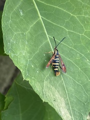 Synanthedon arkansasensis