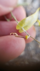 Streptanthus diversifolius