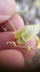 Streptanthus diversifolius