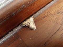 Cnaphalocrocis trebiusalis