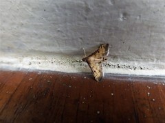 Cnaphalocrocis trebiusalis
