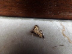 Cnaphalocrocis trebiusalis