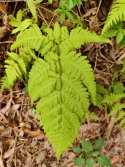 Macrothelypteris