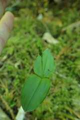 Neottia banksiana