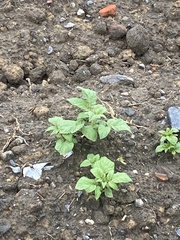 Solanum lycopersicum