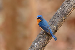 Cyornis tickelliae