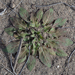 Euproserpinus phaeton