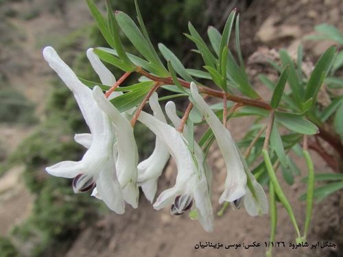 Corydalis angustifolia, photograph 3