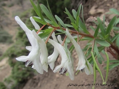 Corydalis angustifolia, photograph (c) موسی مزینانیان Mousa Mazinanian, some rights reserved (CC BY)