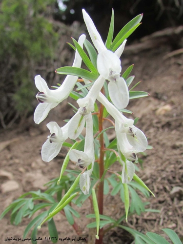 Corydalis angustifolia, photograph 4