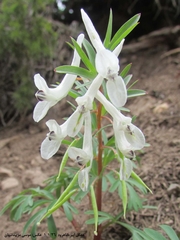 Corydalis angustifolia, photograph (c) موسی مزینانیان Mousa Mazinanian, some rights reserved (CC BY)