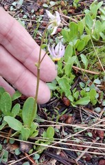 Dodecatheon