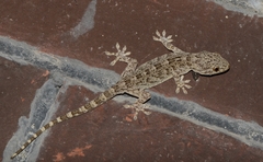 Gekko swinhonis