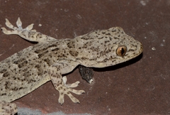 Gekko swinhonis
