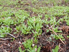 Dodecatheon