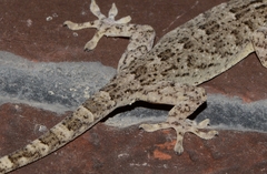Gekko swinhonis