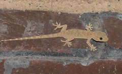 Gekko swinhonis