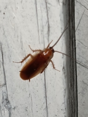Parcoblatta virginica