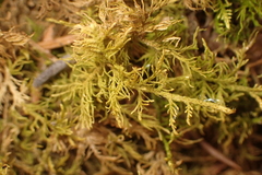 Thuidium recognitum