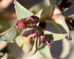 Euphorbia thinophila