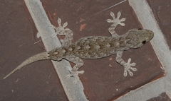 Gekko swinhonis