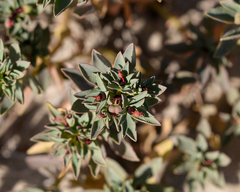 Euphorbia thinophila