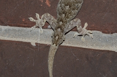 Gekko swinhonis