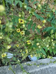 Verbascum