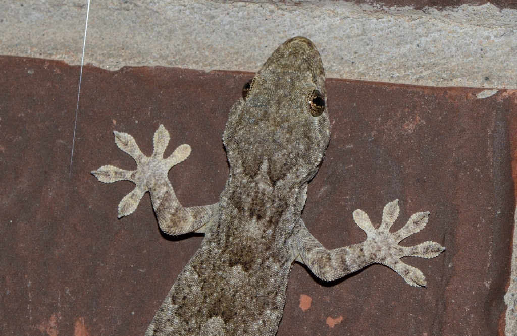 Peking Gecko