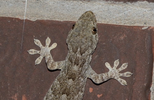 Peking Gecko