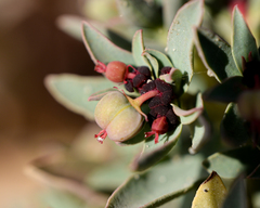 Euphorbia thinophila